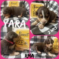 Yara, a female Australian Shepherd for sale in Meadows Of Dan, VA – 2 of 2