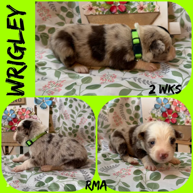 Wrigley – Australian Shepherd puppy for sale in Meadows Of Dan, VA