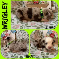 Wrigley, a male Australian Shepherd for sale in Meadows Of Dan, VA – 1 of 5