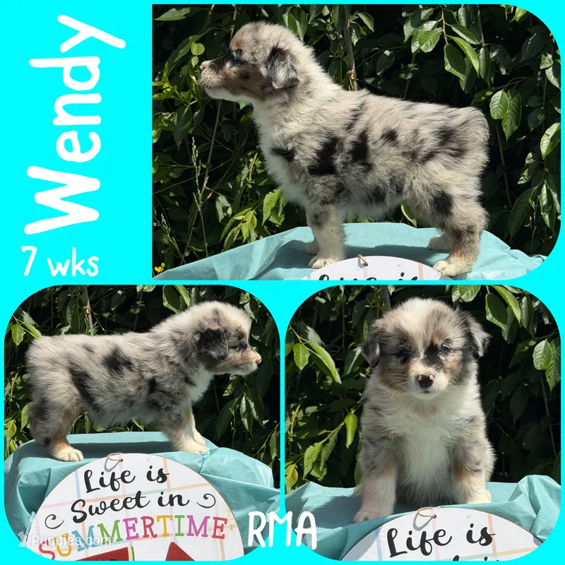 Wendy – Australian Shepherd puppy for sale in Meadows Of Dan, VA