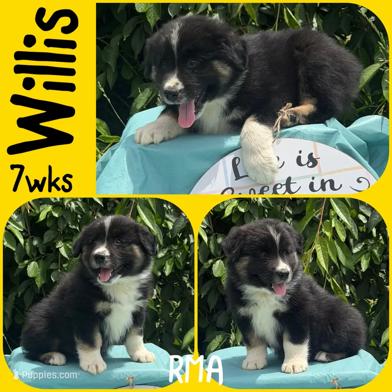 Willis – Australian Shepherd puppy for sale in Meadows Of Dan, VA