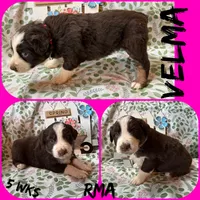 Velma, a female Australian Shepherd for sale in Meadows Of Dan, VA – 5 of 6