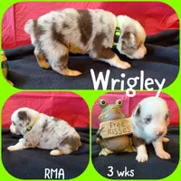 Wrigley, a male Australian Shepherd for sale in Meadows Of Dan, VA – 5 of 5