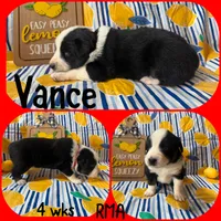 Vance, a male Australian Shepherd for sale in Meadows Of Dan, VA – 3 of 6
