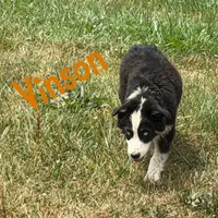 Vinson, a male Australian Shepherd for sale in Meadows Of Dan, VA – 7 of 9