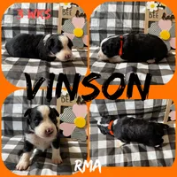 Vinson, a male Australian Shepherd for sale in Meadows Of Dan, VA – 3 of 6