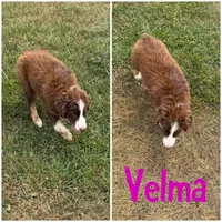 Velma, a female Australian Shepherd for sale in Meadows Of Dan, VA – 8 of 10