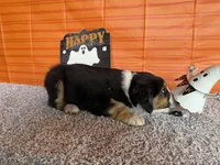 Yates, a male Australian Shepherd for sale in Meadows Of Dan, VA – 10 of 10
