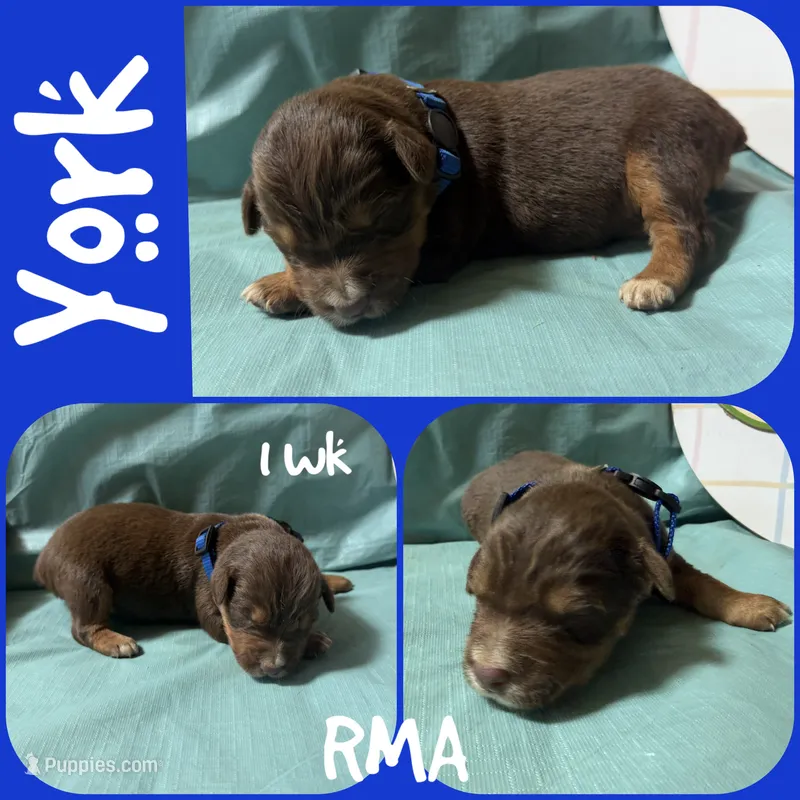 York – Australian Shepherd puppy for sale in Meadows Of Dan, VA