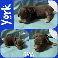 York, a male Australian Shepherd for sale in Meadows Of Dan, VA – 1 of 2