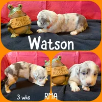 Watson, a male Australian Shepherd for sale in Meadows Of Dan, VA – 5 of 5