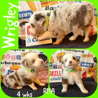 Wrigley, a male Australian Shepherd for sale in Meadows Of Dan, VA – 4 of 5