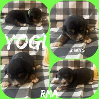 Yogi, a male Australian Shepherd for sale in Meadows Of Dan, VA – 2 of 2