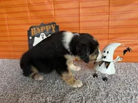 Yates, a male Australian Shepherd for sale in Meadows Of Dan, VA – 2 of 10