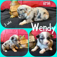 Wendy, a female Australian Shepherd for sale in Meadows Of Dan, VA – 3 of 5