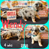 Wendy, a female Australian Shepherd for sale in Meadows Of Dan, VA – 2 of 5