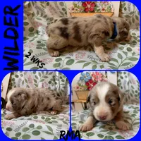 Wilder, a male Australian Shepherd for sale in Meadows Of Dan, VA – 2 of 5