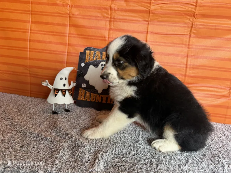 Yuri – Australian Shepherd puppy for sale in Meadows Of Dan, VA