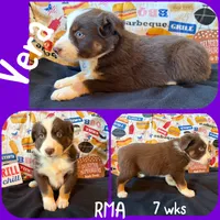 Vera, a female Australian Shepherd for sale in Meadows Of Dan, VA – 4 of 6