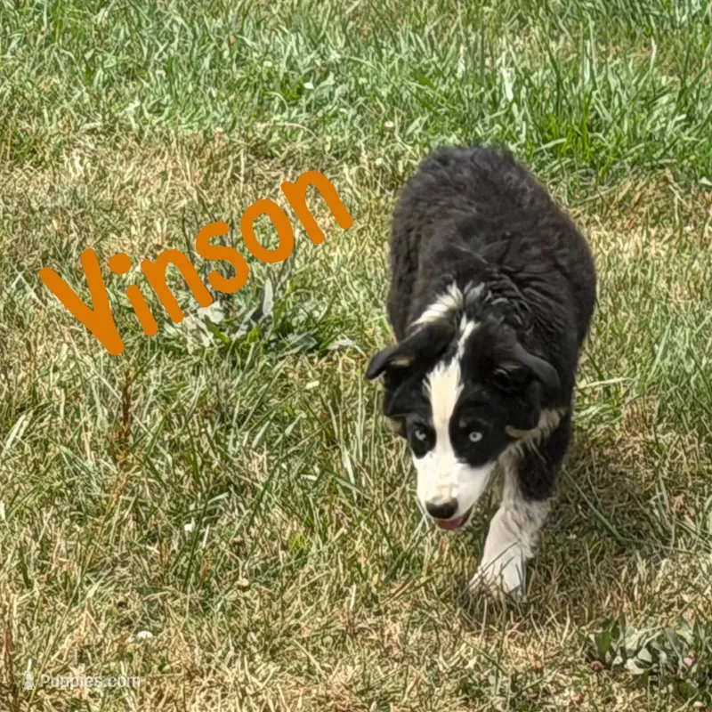 Vinson  – Australian Shepherd puppy for sale in Meadows Of Dan, VA