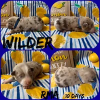 Wilder, a male Australian Shepherd for sale in Meadows Of Dan, VA – 4 of 5