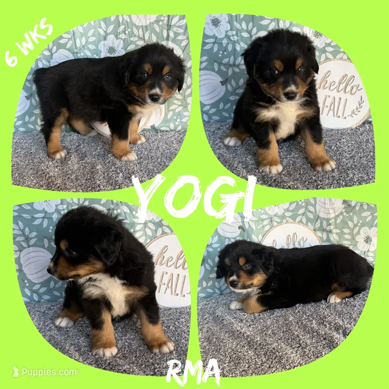 Yogi – Australian Shepherd puppy for sale in Meadows Of Dan, VA