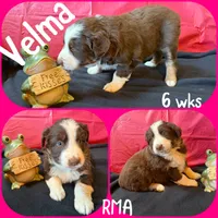 Velma, a female Australian Shepherd for sale in Meadows Of Dan, VA – 6 of 6