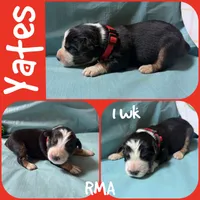 Yates, a male Australian Shepherd for sale in Meadows Of Dan, VA – 1 of 2