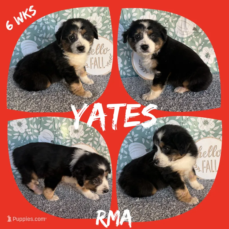 Yates – Australian Shepherd puppy for sale in Meadows Of Dan, VA