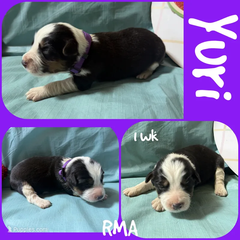 Yuri – Australian Shepherd puppy for sale in Meadows Of Dan, VA