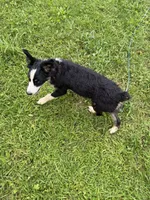 Vinson , a male Australian Shepherd for sale in Meadows Of Dan, VA – 5 of 6