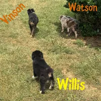 Willis, a male Australian Shepherd for sale in Meadows Of Dan, VA – 7 of 8