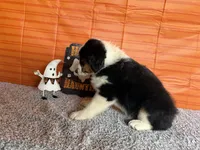 Yuri, a female Australian Shepherd for sale in Meadows Of Dan, VA – 5 of 9