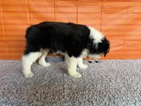 Yuri, a female Australian Shepherd for sale in Meadows Of Dan, VA – 9 of 9