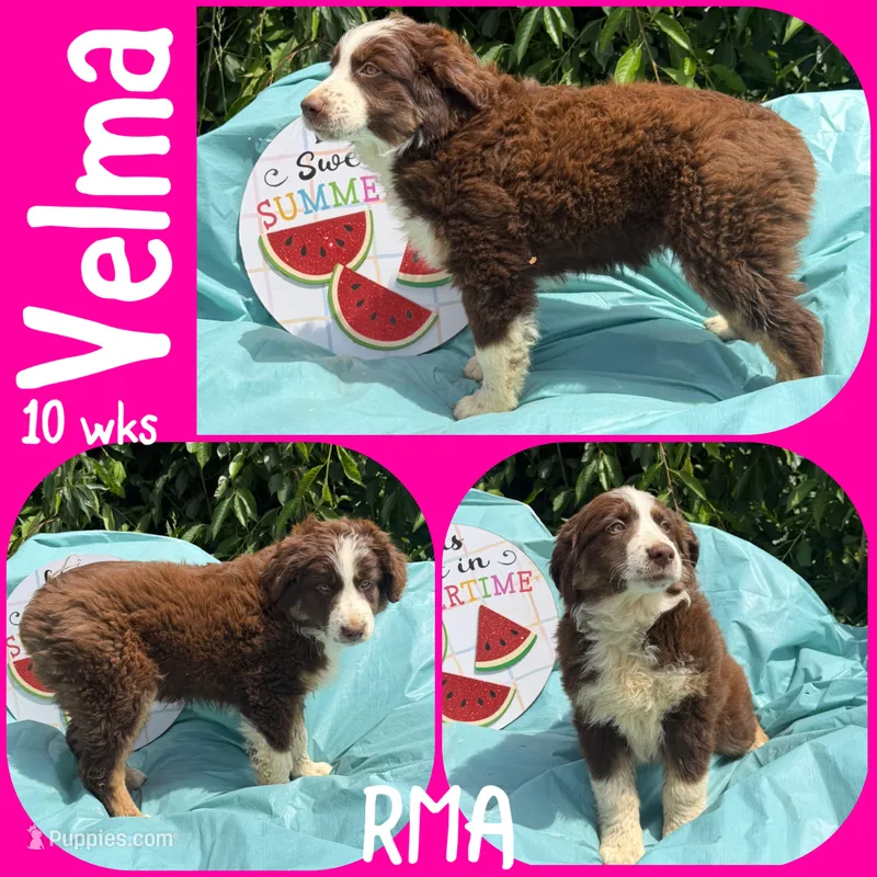 Velma – Australian Shepherd puppy for sale in Meadows Of Dan, VA