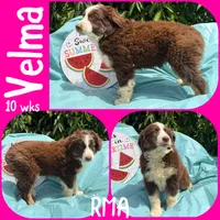 Velma, a female Australian Shepherd for sale in Meadows Of Dan, VA – 1 of 6