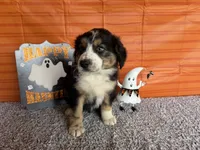 Yates, a male Australian Shepherd for sale in Meadows Of Dan, VA – 3 of 10