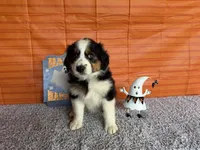 Yuri, a female Australian Shepherd for sale in Meadows Of Dan, VA – 3 of 9