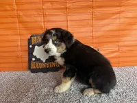 Yates, a male Australian Shepherd for sale in Meadows Of Dan, VA – 4 of 10