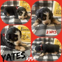Yates, a male Australian Shepherd for sale in Meadows Of Dan, VA – 2 of 2