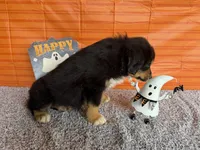 Yogi, a male Australian Shepherd for sale in Meadows Of Dan, VA – 4 of 9