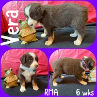 Vera, a female Australian Shepherd for sale in Meadows Of Dan, VA – 6 of 6