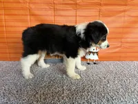 Yuri, a female Australian Shepherd for sale in Meadows Of Dan, VA – 4 of 9