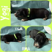Yogi, a male Australian Shepherd for sale in Meadows Of Dan, VA – 1 of 2