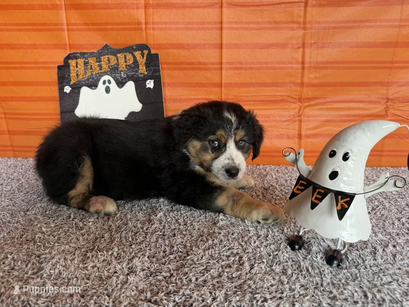 Yates – Australian Shepherd puppy for sale in Meadows Of Dan, VA