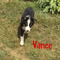 Vance, a male Australian Shepherd for sale in Meadows Of Dan, VA – 10 of 10