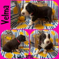 Velma, a female Australian Shepherd for sale in Meadows Of Dan, VA – 3 of 6