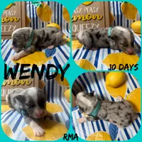 Wendy, a female Australian Shepherd for sale in Meadows Of Dan, VA – 4 of 5