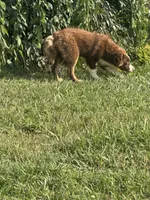 Velma, a female Australian Shepherd for sale in Meadows Of Dan, VA – 10 of 10