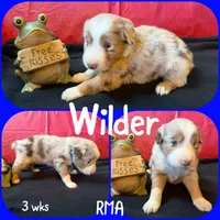 Wilder, a male Australian Shepherd for sale in Meadows Of Dan, VA – 3 of 5